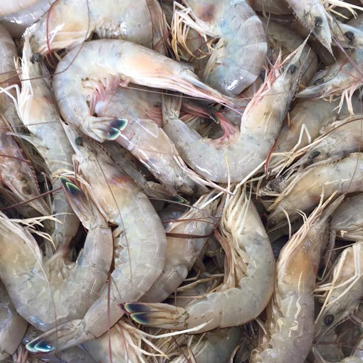 Fresh shrimp caught locally on the Alabama Gulf Coast.