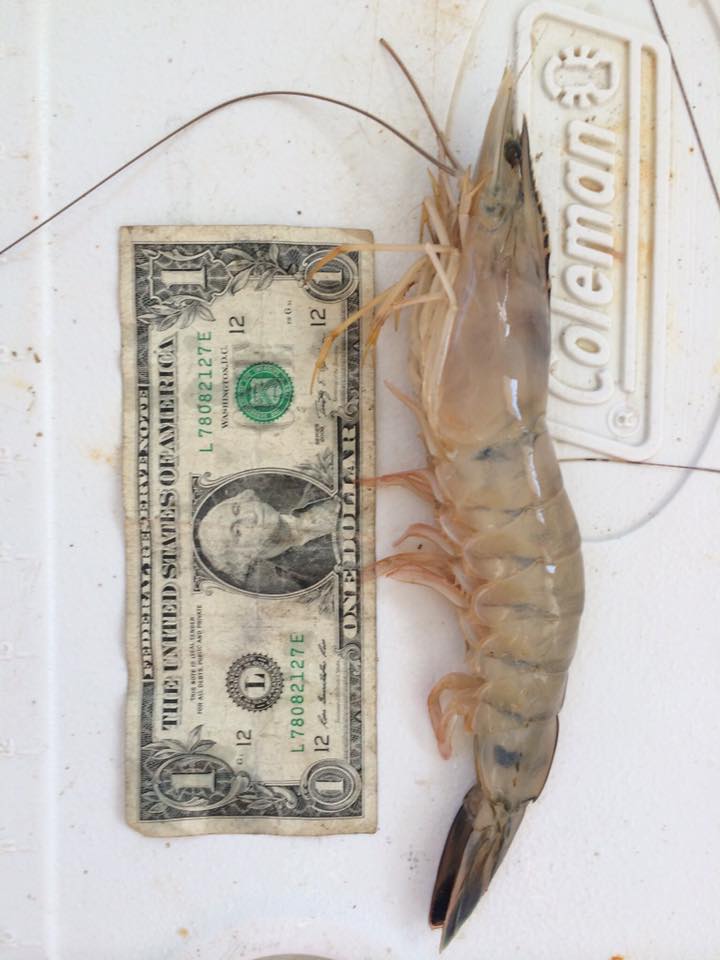 Jumbo Shrimp - Contact us for fresh shrimp pricing.